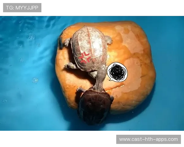 拳击场边大妈当众怒骂：打得像乌龟